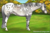 Horse Color:White Spotted Blue Onyx Appaloosa 