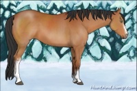Horse Color:White Spotted Bay Rabicano 