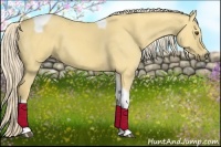 Horse Color:Palomino Dun Tobiano 