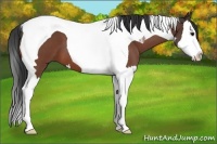 Horse Color:Bay Roan Splash Tobiano 