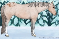 Horse Color:Bay Roan Appaloosa