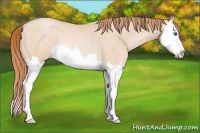 Horse Color:Buckskin Roan Pearl Splash Rabicano 
