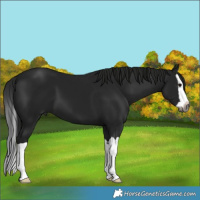 Horse Color:Gray Smoky Black Splash 