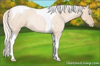 Horse Color:Silver Buckskin Roan Pearl Tobiano Rabicano 