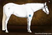 Horse Color:Smoky Black Splash Appaloosa 
