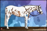 Horse Color:Buckskin Sabino Tobiano Near Leopard 