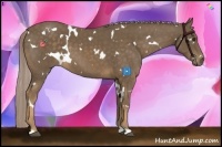 Horse Color:White Spotted Chocolate Palomino 