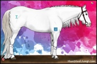 Horse Color:Liver Chestnut Sabino Appaloosa 