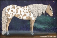 Horse Color:Palomino Sabino Blanket 
