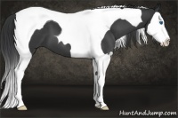 Horse Color:Black Splash Tobiano 