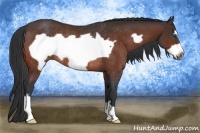 Horse Color:Bay Frame Rabicano 