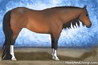 Horse Color:Buckskin 