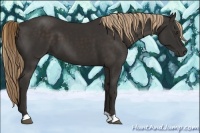 Horse Color:Liver Chestnut 