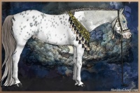 Horse Color:Blue Ice Roan Splash Appaloosa