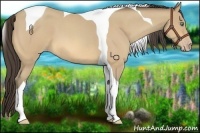 Horse Color:Amber Cream Champagne Roan Tobiano 