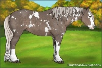 Horse Color:White Spotted Silver Black Splash
