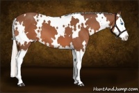 Horse Color:White Spotted Silver Bay Splash 