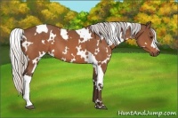 Horse Color:White Spotted Silver Bay 