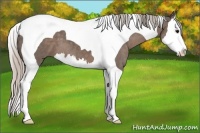 Horse Color:Silver Black Splash Tobiano 