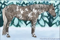 Horse Color:White Spotted Black  and White Spotted Silver Smoky Black 