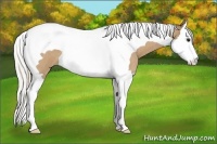 Horse Color:Silver Buckskin Roan Splash Tobiano 