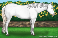 Horse Color:Red Dun Appaloosa Brindle 