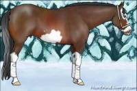 Horse Color:Bay Splash Frame 