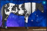 Horse Color:White Spotted Black