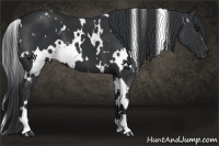 Horse Color:White Spotted Black