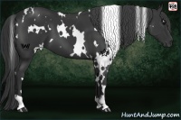Horse Color:White Spotted Black