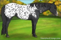 Horse Color:Black Appaloosa 