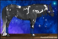 Horse Color:White Spotted Black