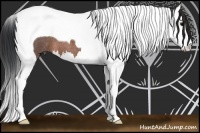 Horse Color:Brown Roan Splash Tobiano 