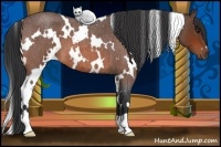 Horse Color:White Spotted Bay Roan