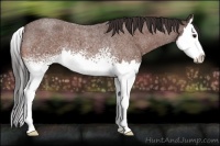 Horse Color:White Spotted Bay Roan Splash Appaloosa 