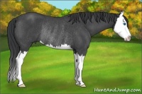Horse Color:Blue Roan Splash Rabicano