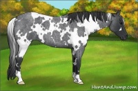 Horse Color:White Spotted Blue Roan 