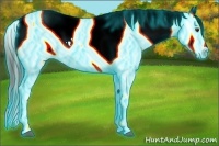 Horse Color:Thunderstruck Liver Chestnut Ice Appaloosa 