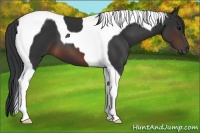 Horse Color:Brown Tobiano 