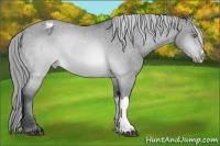 Horse Color:Brown Chinchilla Varnish