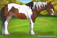 Horse Color:Bay Sabino Tobiano Rabicano 