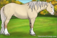 Horse Color:Silver Amber Champagne Dun Splash 