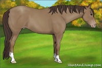 Horse Color:Classic Champagne 