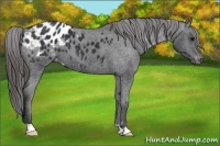 Horse Color:Black Appaloosa