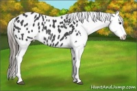 Horse Color:Black Appaloosa Rabicano