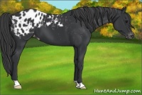 Horse Color:Black Appaloosa