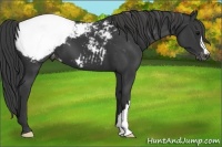 Horse Color:Black Appaloosa