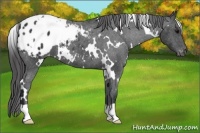 Horse Color:White Spotted Black Appaloosa