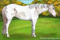 Horse Color:White Spotted Classic Champagne Tobiano Appaloosa 