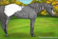 Horse Color:Black Appaloosa